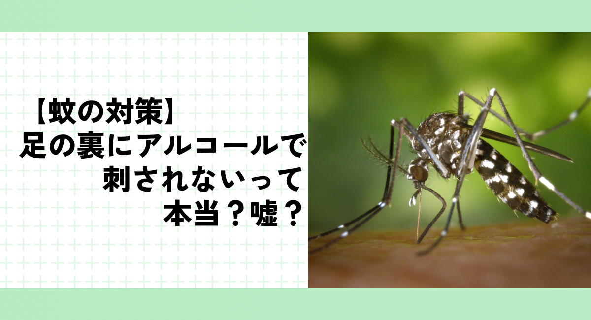 【蚊の対策】足の裏にアルコールで刺されないって本当？嘘？