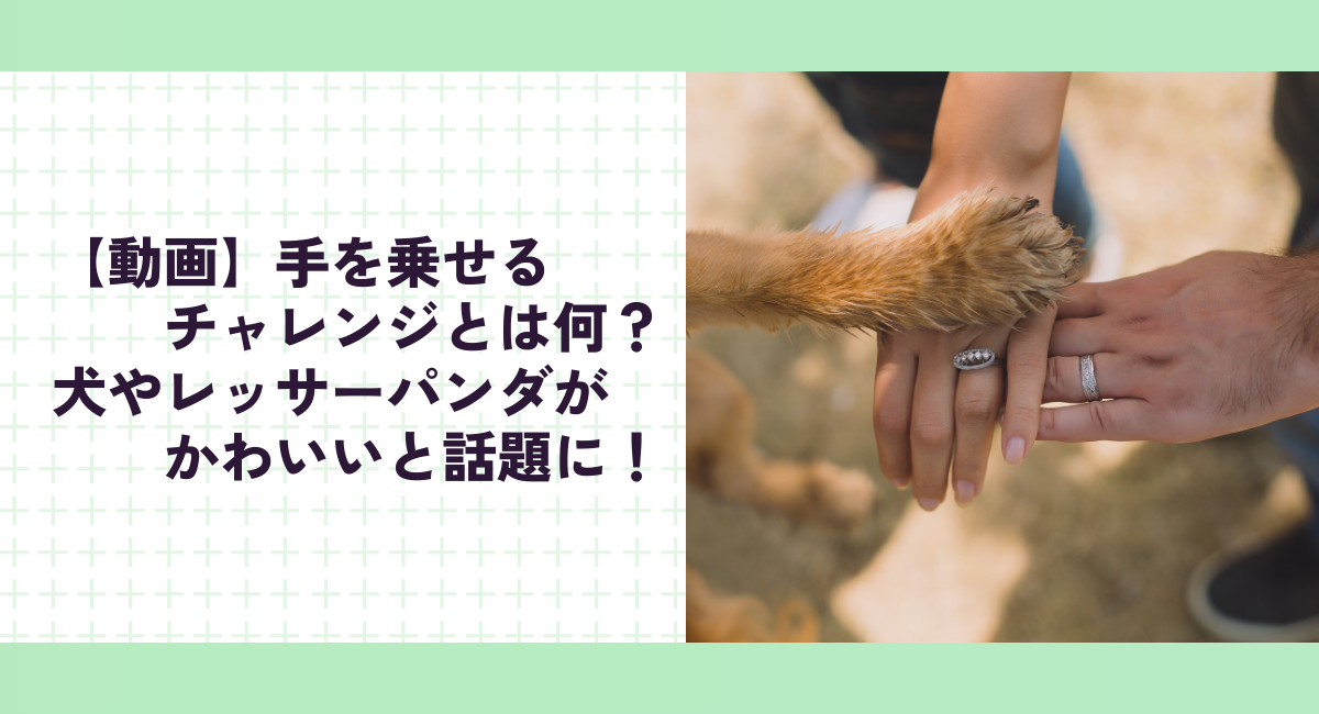 【動画】手を乗せるチャレンジとは何？犬やレッサーパンダがかわいいと話題に！