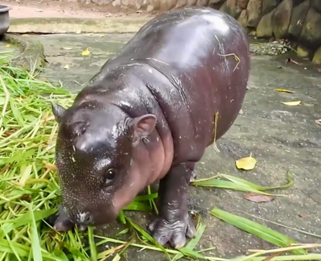 カバの赤ちゃんムーデン